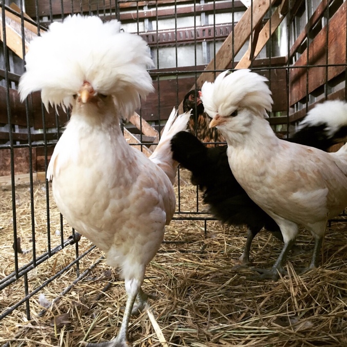Some Funny Little Chickens | Phillips Farm Batavia, LLC